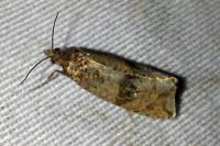 Celypha striana