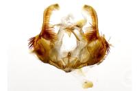 Celypha striana