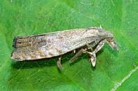 Dichrorampha simpliciana