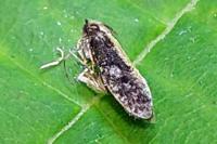 Monopis crocicapitella