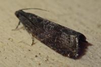 Grapholita funebrana