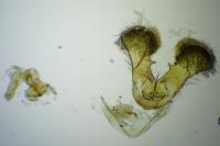 Grapholita funebrana