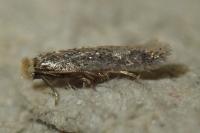 Trifurcula squamatella