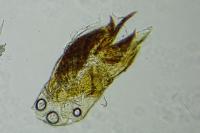 Trifurcula squamatella