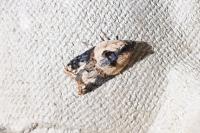 Acleris variegana