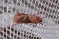 Triodia sylvina