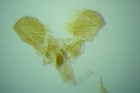 Metzneria diffusella