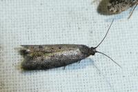 Wockia asperipunctella