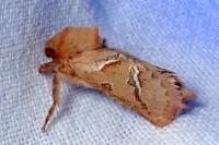 Triodia sylvina