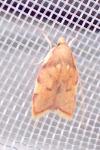 Carcina quercana