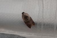Acleris variegana