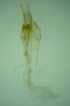 Monopis obviella