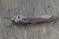 Ethmia terminella