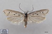 Ethmia terminella