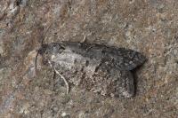 Cnephasia ecullyana