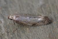 Acrolepiopsis marcidella
