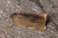 Cacoecimorpha pronubana