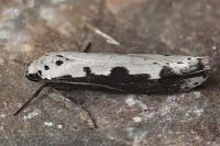 Ethmia bipunctella