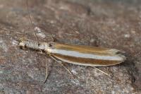 Pleurota aristella