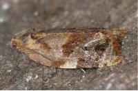 Ditula angustiorana