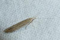 Coleophora adspersella