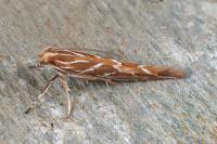 Pyroderces argyrogrammos