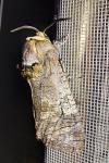 Cossus cossus