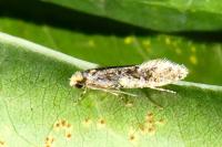 Monopis laevigella
