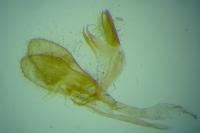 Monopis laevigella