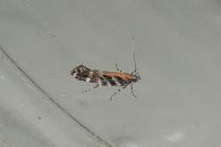 Aristotelia ericinella