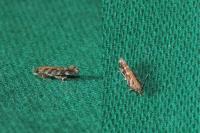 Aristotelia ericinella