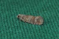 Clavigesta sylvestrana