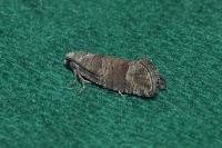 Clavigesta sylvestrana