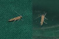 Pyroderces argyrogrammos