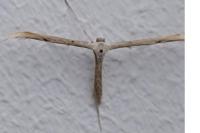 Emmelina monodactyla