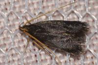 Lecithocera nigrana