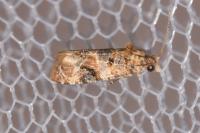 Lobesia botrana