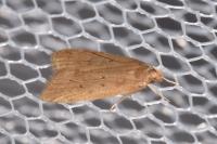 Helcystogramma lutatella