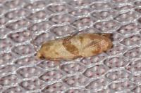 Phalonidia contractana