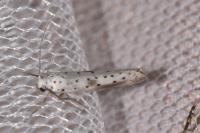 Yponomeuta irrorella