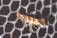 Cameraria ohridella