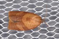 Cacoecimorpha pronubana