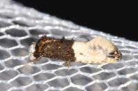Trichophaga bipartitella