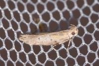 Rosetea rosetella
