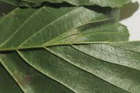 Phyllonorycter rajella