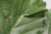 Phyllonorycter rajella