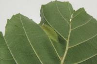 Phyllonorycter klemannella