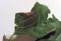 Caloptilia