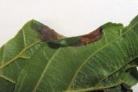 Caloptilia