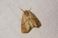 Apoda limacodes